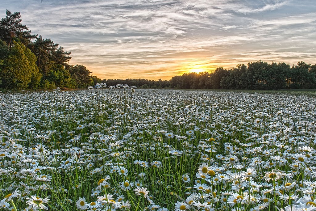20150615_26 30.jpg - Margrietenveld Beverbeekse heide